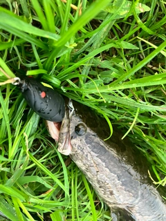 ライギョの釣果