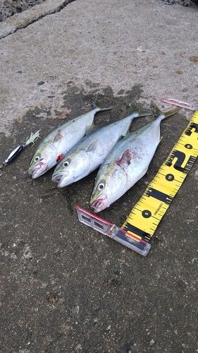 ツバスの釣果