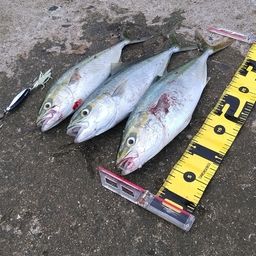 ツバス