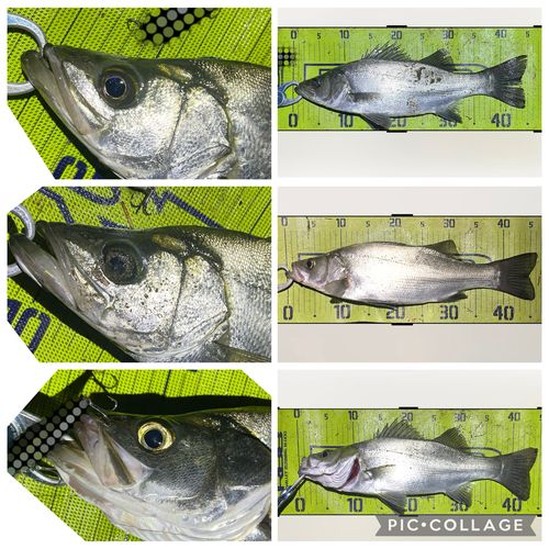 ヒラスズキの釣果