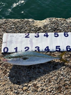 フクラギの釣果