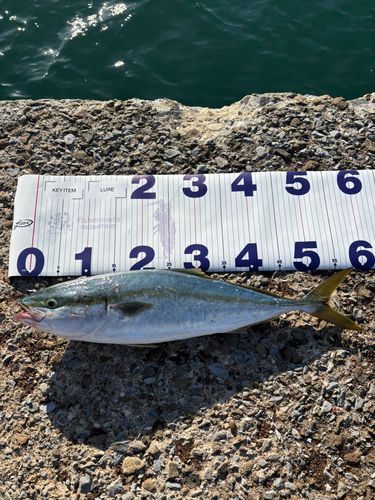 フクラギの釣果