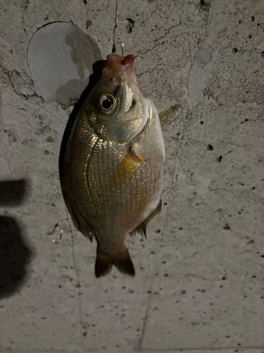 ウミタナゴの釣果