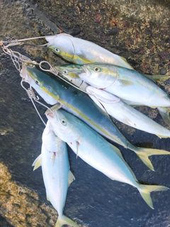 ツバイソの釣果