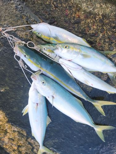 ツバイソの釣果