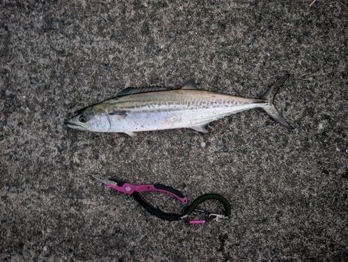 サゴシの釣果
