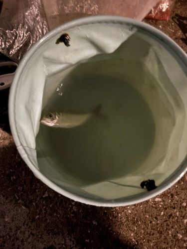 マアジの釣果