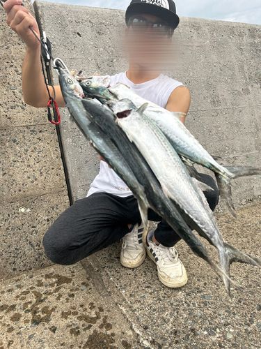 サゴシの釣果