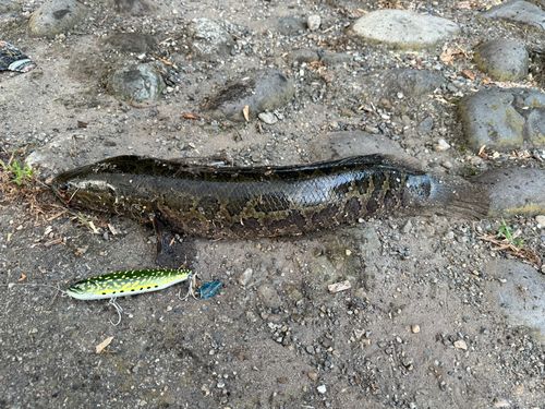 ライギョの釣果