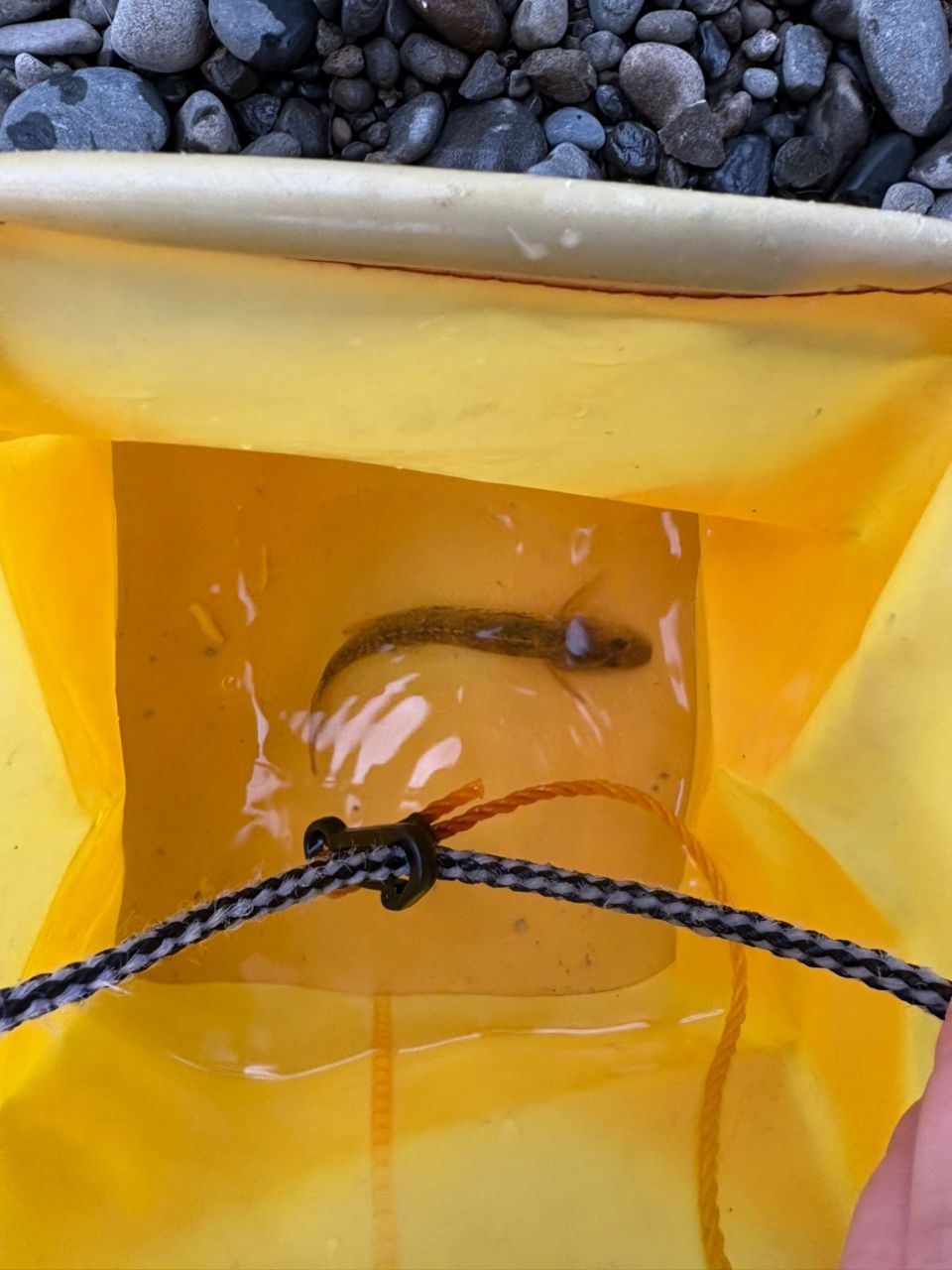 ハゼ