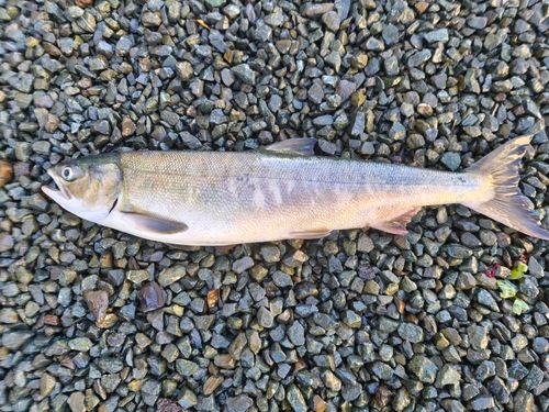 アキアジの釣果