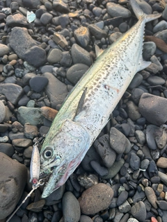サゴシの釣果