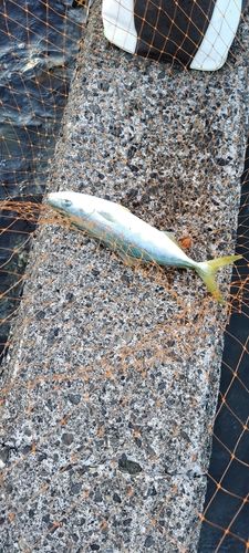 ツバスの釣果