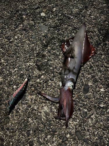 スルメイカの釣果