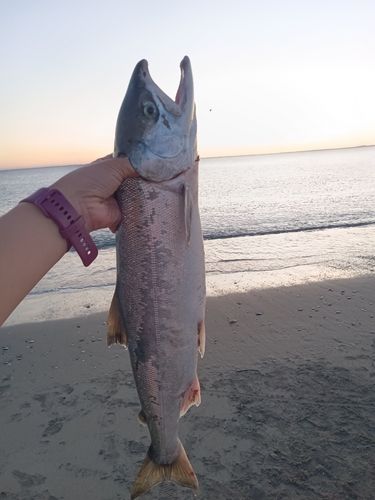サケの釣果