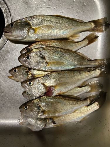 イシモチの釣果