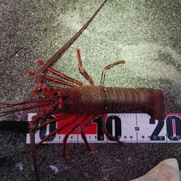 イセエビ