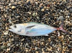 メジカの釣果