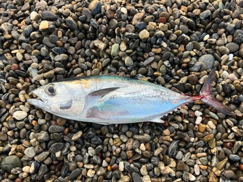 メジの釣果