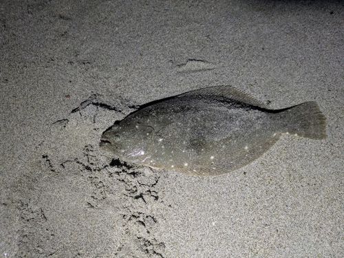 ソゲの釣果