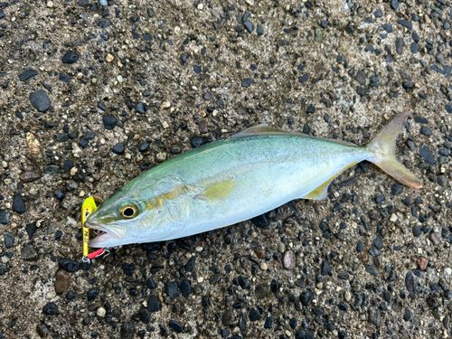 ワカシの釣果