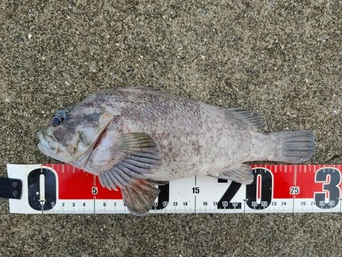ムラソイの釣果