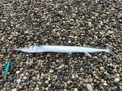 ダツの釣果