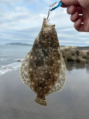 ソゲの釣果