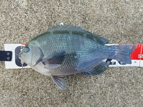 メジナの釣果