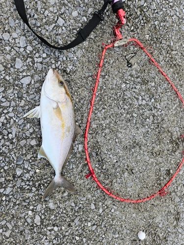 ネリゴの釣果