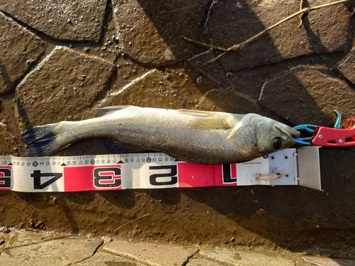 フッコ（マルスズキ）の釣果