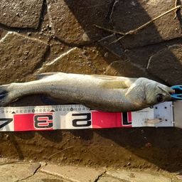 フッコ（マルスズキ）