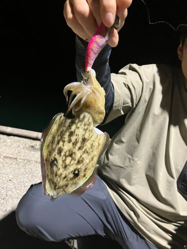 モンゴウイカの釣果