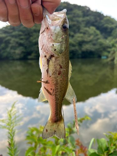 亀山ダム