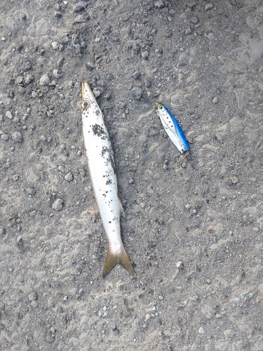 カマスの釣果