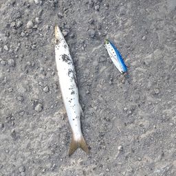 カマス