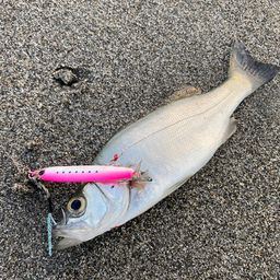 セイゴ（ヒラスズキ）