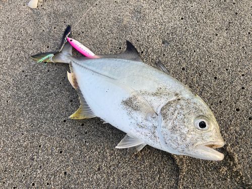 メッキの釣果