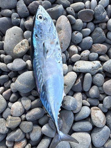 カツオの釣果
