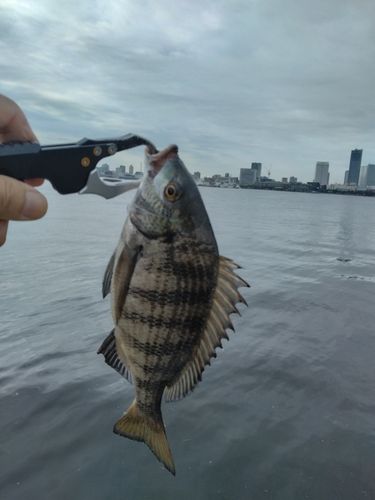 チンチンの釣果