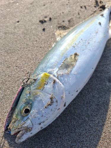 ワカシの釣果