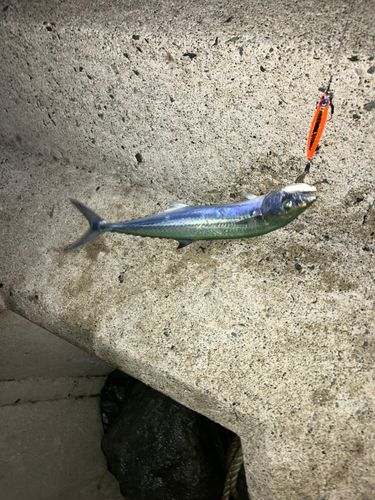 ショゴの釣果