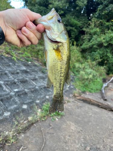 岐阜県南部