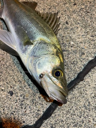 セイゴ（マルスズキ）の釣果
