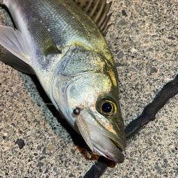 セイゴ（マルスズキ）