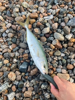 ツバイソの釣果