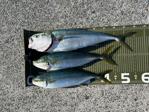 イナダの釣果