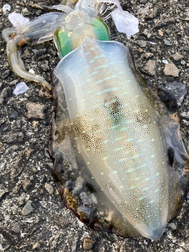 アオリイカの釣果