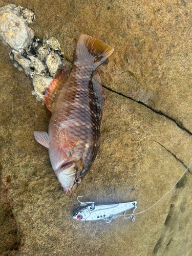 ホシササノハベラの釣果
