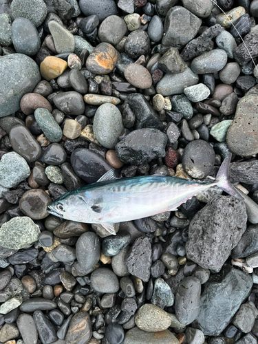 スマカツオの釣果